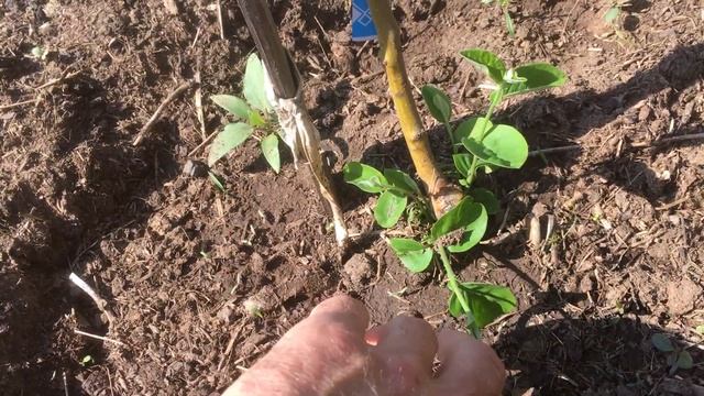 Результат после посадки Белорусских груш май 2021 смотреть онлайн