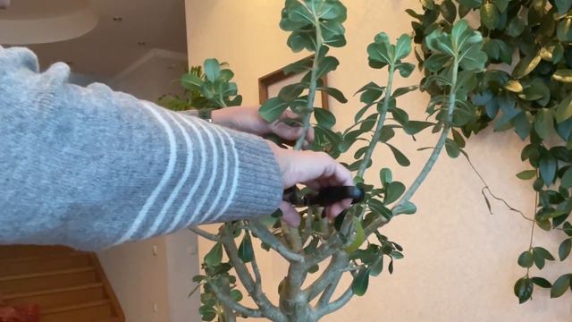 Решила обрезать Адениум Арабика зимой. Посмотрим, что из этого выйдет! смотреть онлайн