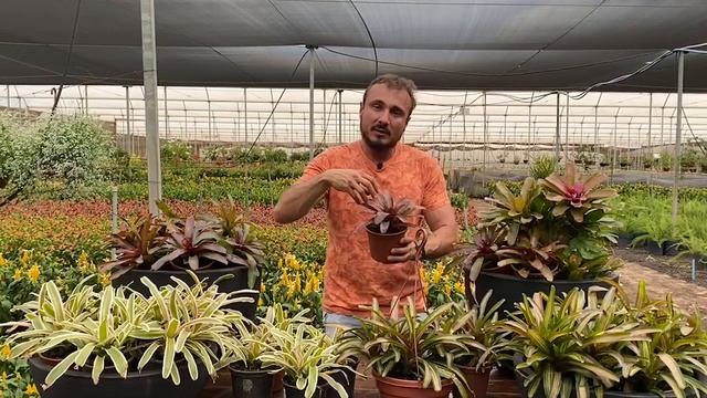 Bromélia - Plantas de Sol смотреть онлайн