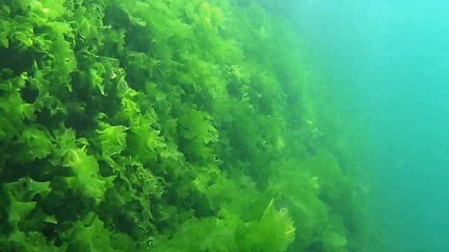 Рапан на мидиях и другие красоты Черного моря смотреть онлайн