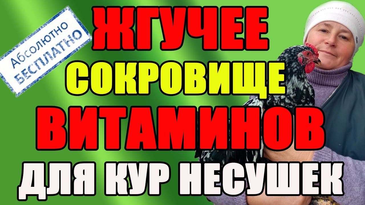 Жгучее сокровище витаминов для кур несушек. БЕСПЛАТНО. смотреть онлайн