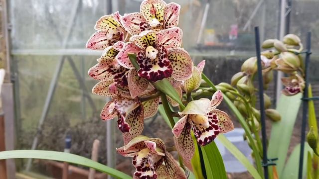 #Cymbidium #Vogel's Magic #orchid