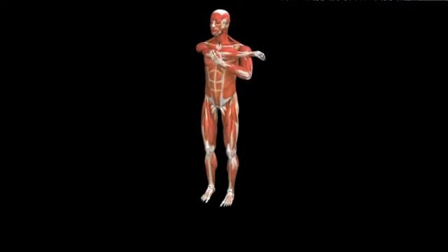 Растяжка дельты стоя в без опоры Stretch Deltoid Lateral Standing смотреть онлайн