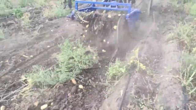 Картофелекопалка 2х рядная | Уборка картофеля (картошки) | Производство Украина смотреть онлайн