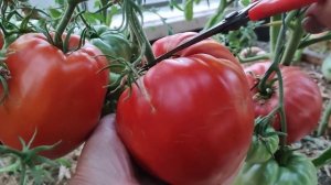 Сорт томата - Здравене де Бакан