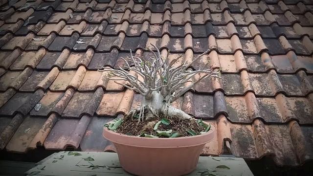 adenium CDP (pruning) смотреть онлайн