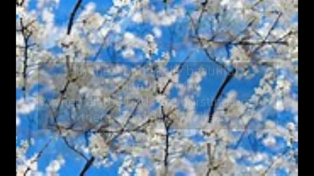 Im Wunderschoenen Monat Mai (#01 From Dichterliebe, Op. 48) (Robert Schumann) (Heinrich Heine)