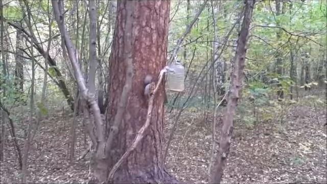 Белка надела зимнюю шубку смотреть онлайн