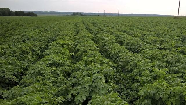 ТОННА КАРТОФЕЛЯ С ОДНОЙ СОТКИ,САМЫЙ ХИТРЫЙ СПОСОБ ЗАВАЛЬНОГО УРОЖАЯ КАРТОФЕЛЯ смотреть онлайн