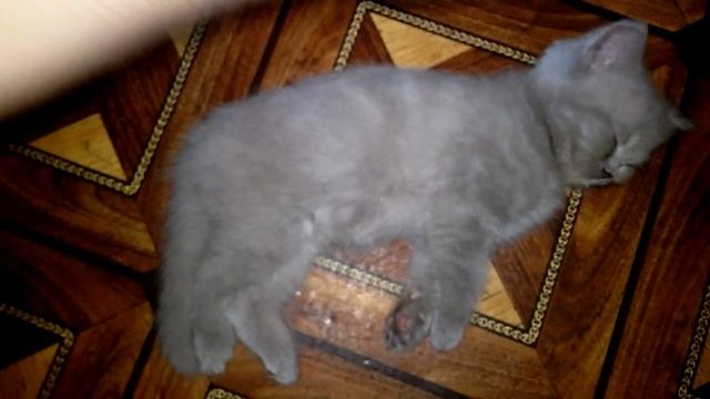 Why Do Cats Sleep So Much? Почему кошки спать так много? смотреть онлайн