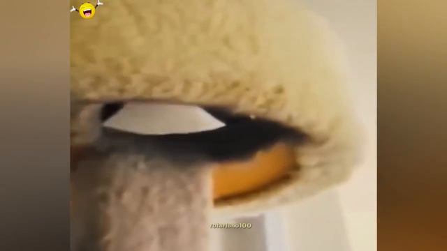 Случайные смешные видео. смотреть онлайн