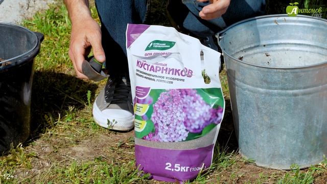 Чубушник: как посадить по всем правилам смотреть онлайн
