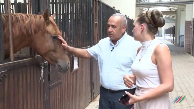 Карабахских скакунов везут в Россию. Репортаж «Москва-Баку» смотреть онлайн