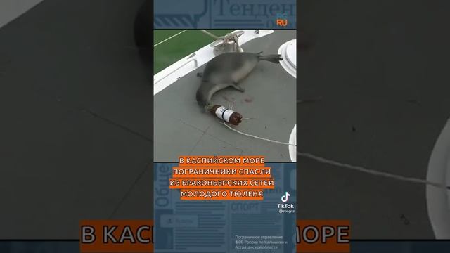 Спасение тюленя смотреть онлайн