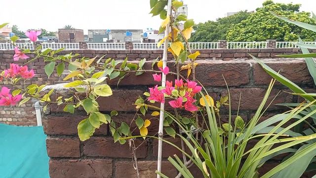 Bougainvillea plant care || bougainvillea plant leaves yellow care || urdu hindi смотреть онлайн