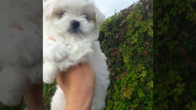 мальчик мальтезе свободен!