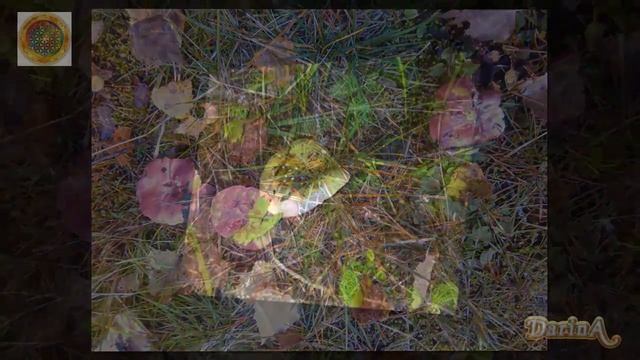 Съедобные грибы смотреть онлайн