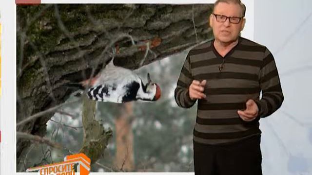 Спросите дядю Вову. Дятел смотреть онлайн