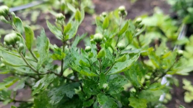 Чёрная или Бахчевая тля. Как избавиться от вредителя? смотреть онлайн