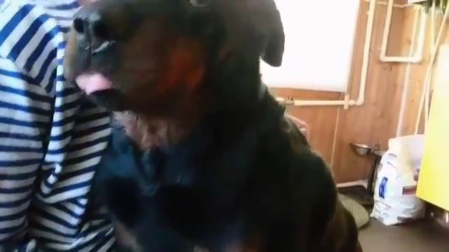 РОТВЕЙЛЕР НА ДАЧЕ-ПОМОЩНИК И ОХРАННИК. Блог #33 смотреть онлайн