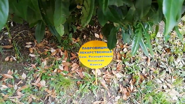 Санаторий "МЕТАЛЛУРГ" г.Сочи. Обзор территории. смотреть онлайн