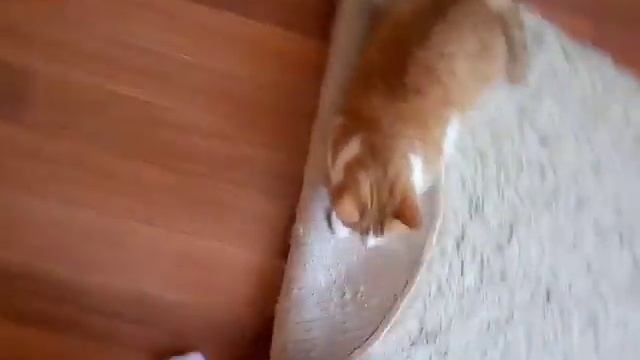 Говорю с котом через разговорник смотреть онлайн