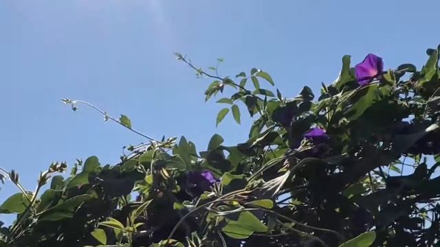 С Днём Рождения сын Даниил! (Читает Автор Анна Юркин) смотреть онлайн