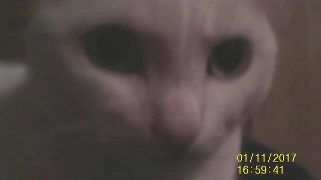 Спрашиваю как моему коту питание смотреть онлайн