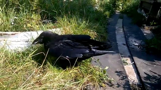 Ворон Вася. Лето 2018