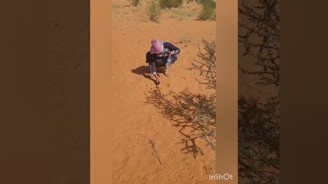 ОХОТА НА ЗМЕЙ В ПУСТЫНЕ смотреть онлайн