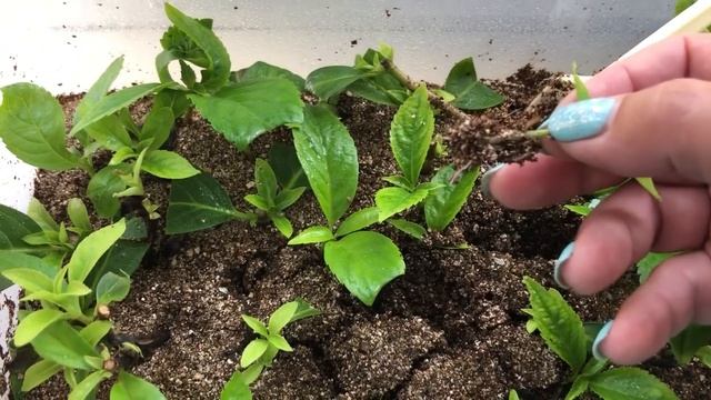 Месяц назад начеренковала гортензию «Сбежавшая невеста». Показываю, что получилось смотреть онлайн