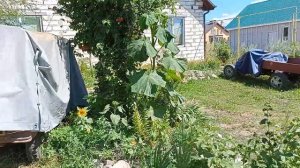 Отработанные Грибные Блоки Идеальная Мульча:-)