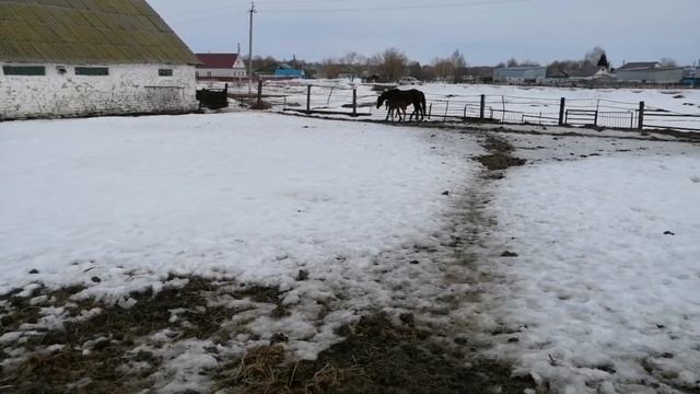 кобылка первородка. выгоняю на улицу с жеребенком смотреть онлайн
