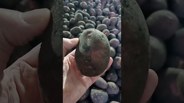 3 ноября 2022 г. лучший картофель по качеству из Свердловской области сорта Лабелла, Ред Леди смотреть онлайн