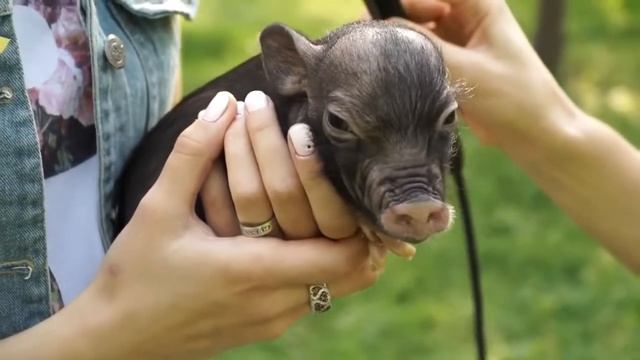 ЧТО ЕДЯТ МИНИ-ПИГИ смотреть онлайн