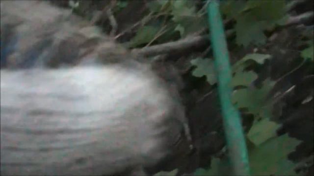 Выезд в лесок на часок смотреть онлайн