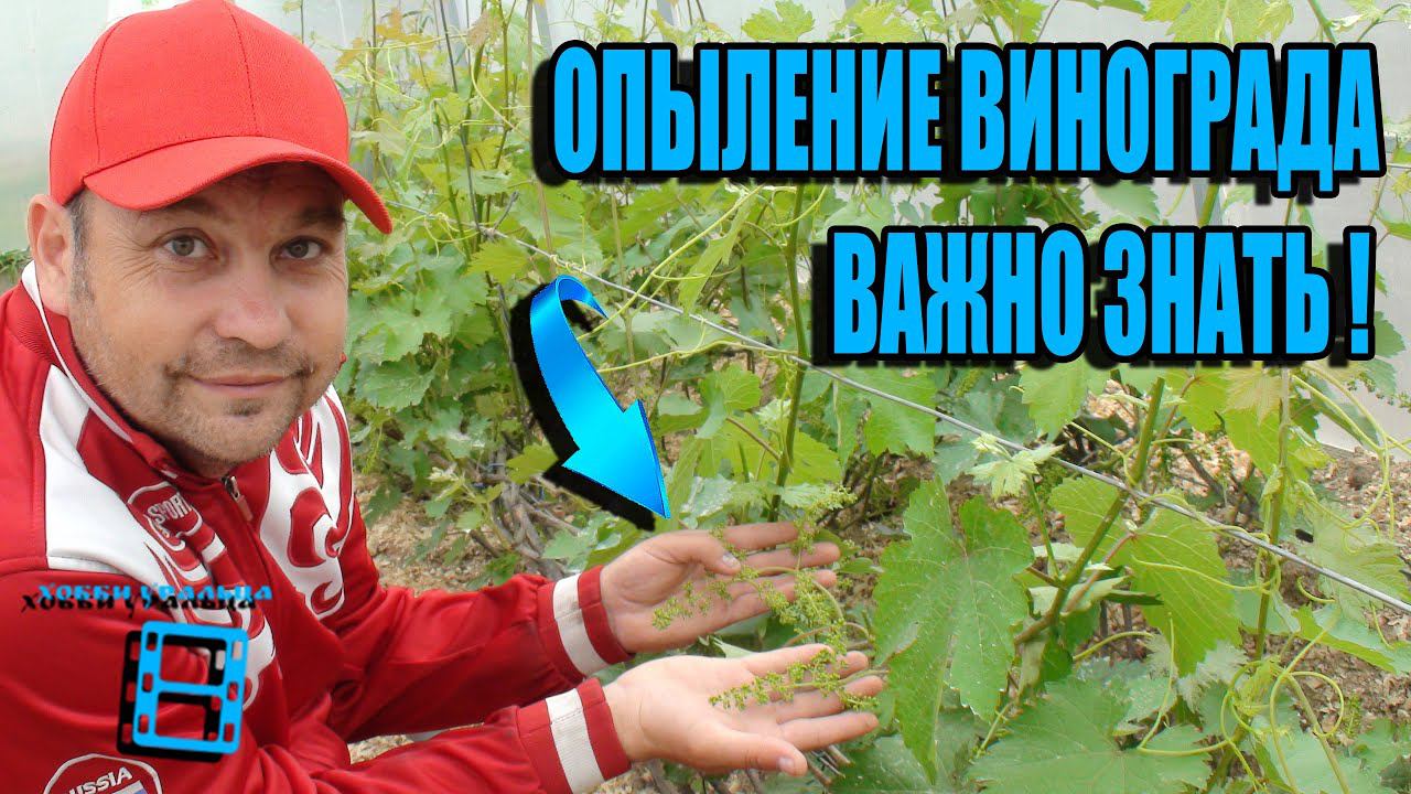 ЦВЕТЕНИЕ ВИНОГРАДА ВСЕ ТОНКОСТИ. ВИНОГРАД НОРМИРОВКА СОЦВЕТИЯМИ И ГРОЗДЯМИ. ВИНОГРАД В ТЕПЛИЦЕ смотреть онлайн