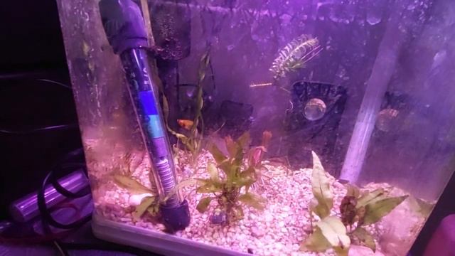 Купил две рыбки на развод в магазине смотреть онлайн