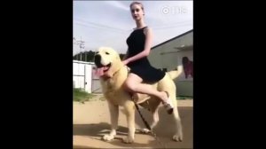 The Perfect Dog Rider
