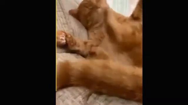Когда тело не дружит с головой. Котик смотреть онлайн