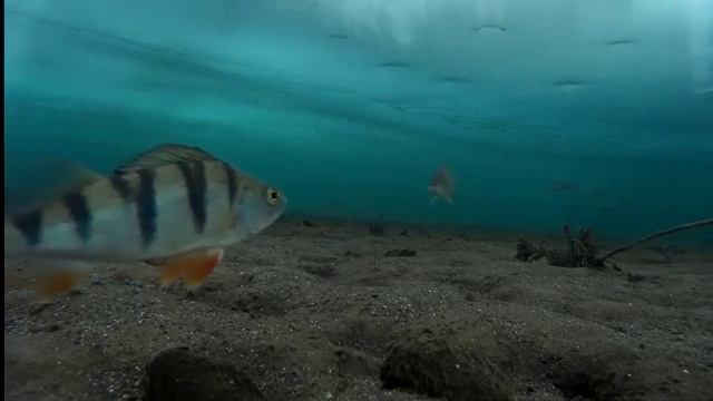 Рыбалка Братское водохранилище Молька подледная съемка ловли рыбы 19.02.16- ч.3 смотреть онлайн