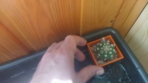 Как поливать кактусы. Нижний полив. Все о кактусах.