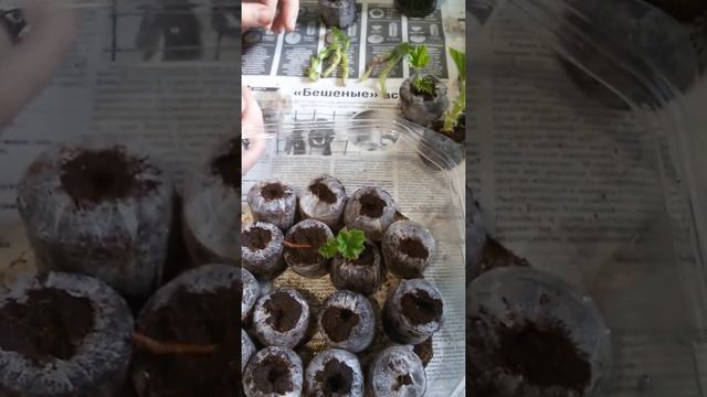 Герань на подажу! Лучший способ размножения герани бизнес в деревне смотреть онлайн