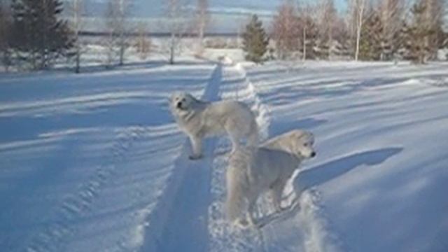 Мареммано-абруццкие овчарки смотреть онлайн