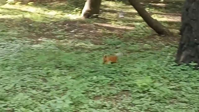 Кормим белочек. Парк Березовая роща. Новосибирск. смотреть онлайн