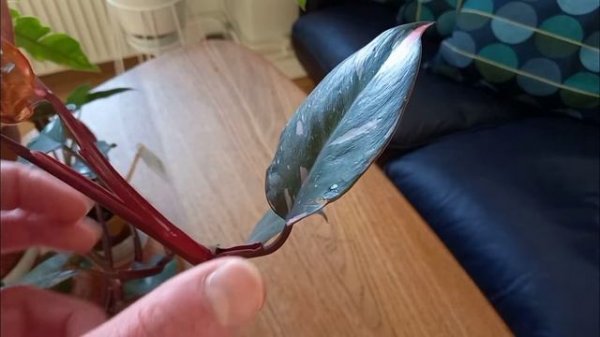 Philodendron Pink Princess Marble - Plant with good Variegation - A Rare Plant 2022 ? Plant Tour 🌿🌿