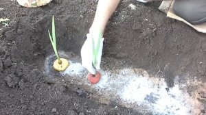 Как правильно посадить гладиолусы.