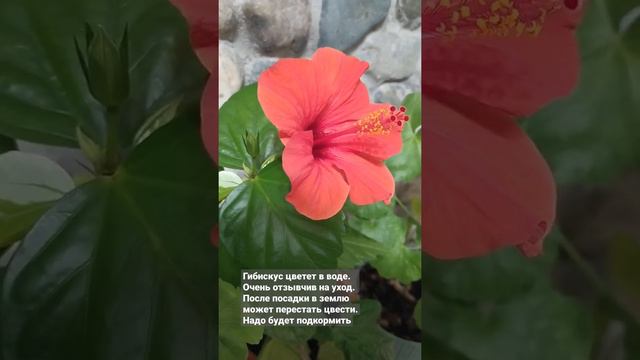 Гибискус цветет в воде смотреть онлайн