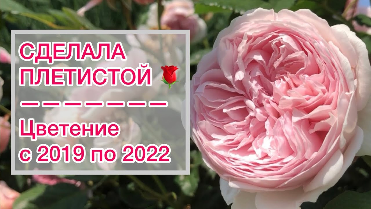 СДЕЛАЛА ПЛЕТИСТУЮ ИЗ АНГЛИЙСКОЙ РОЗЫ rose Geoff Hamilton ? 2019 по 2022 смотреть онлайн