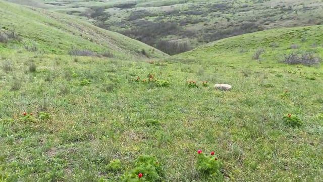 Летняя ЖАРА в Крыму. ПЫЛЕВЫЕ БУРИ - что будет с СЕЗОНОМ. Настоящая ПУСТЫНЯ КРЫМ 2021 смотреть онлайн